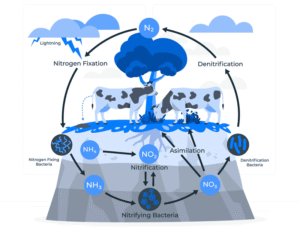 Tổng nitơ trong nước thải